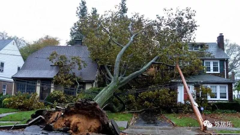 房屋被大风吹倒的树砸中怎么办?美国房屋保险案例盘点